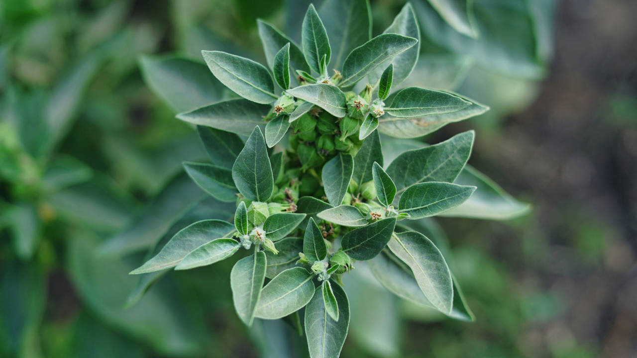 Ashwagandha: la raíz que calma tu mente