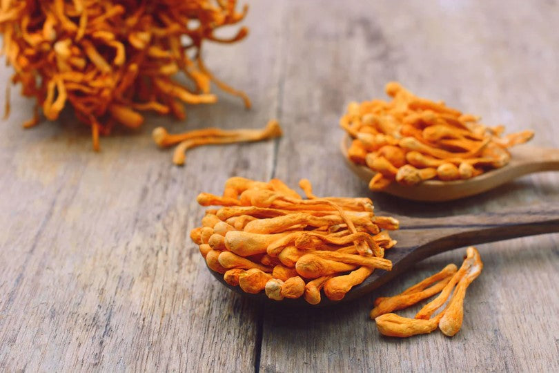Cordyceps: el hongo de la resistencia