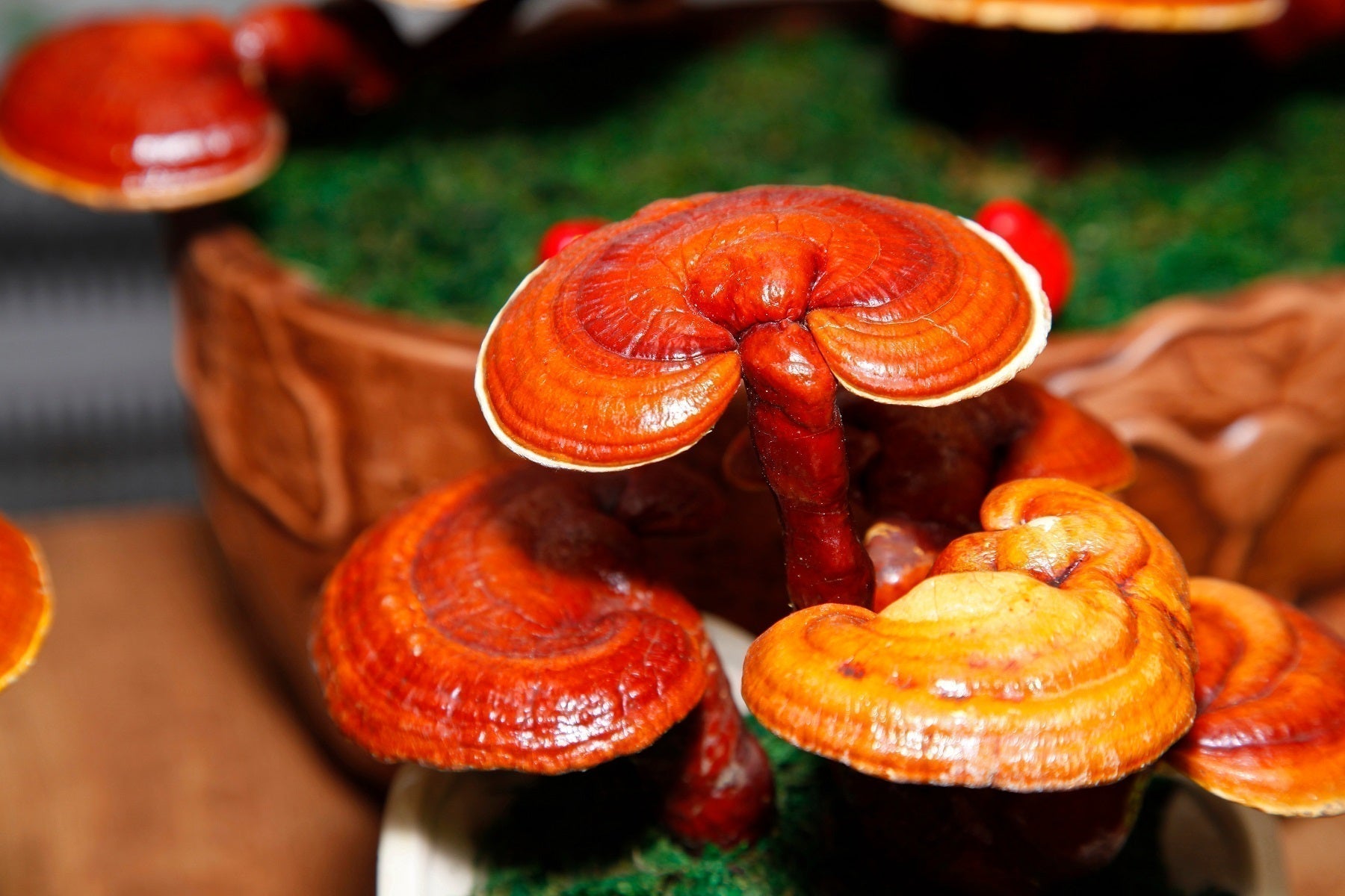 Reishi: el hongo de la inmortalidad