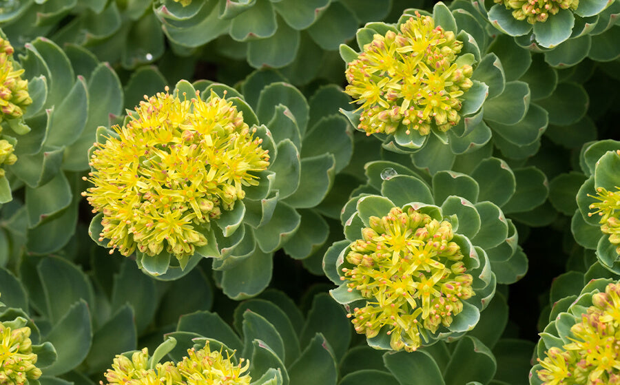 Rhodiola: la raíz vikinga para la resistencia