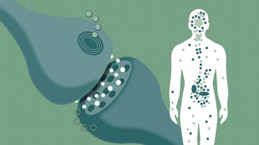 El Sistema Endocannabinoide